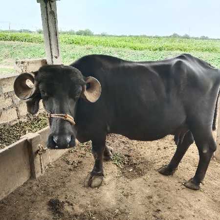 ભેંશ વેચવાની છે