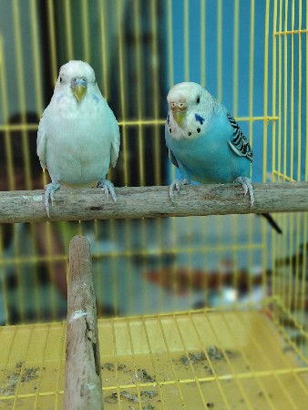 બજરી પોપટ પીંજરા સાથે