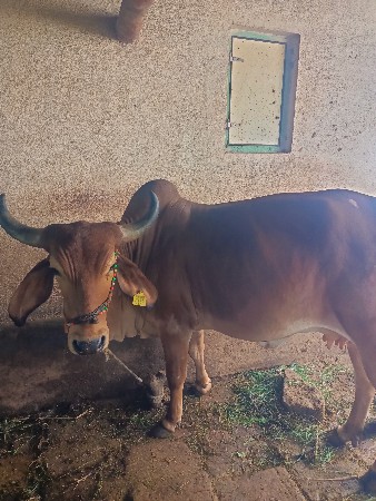 ગાય વેચવાની છે