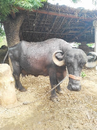 જાફરાબાદી ભેંસ વેચવાની સે