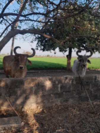 પીઠિયા નથુ ભાઇ