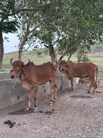 baldha vachana cha