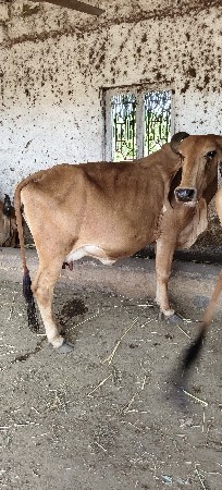 પાળે એને આપવા ની છે