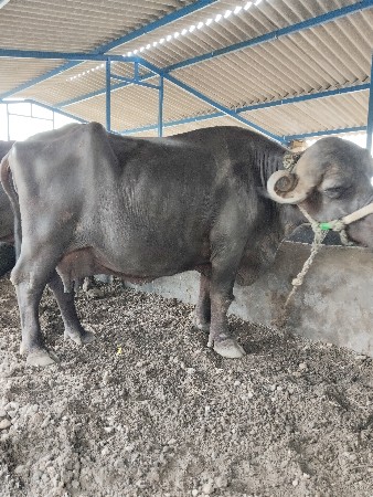 ભેંશ વેચવાની છે.