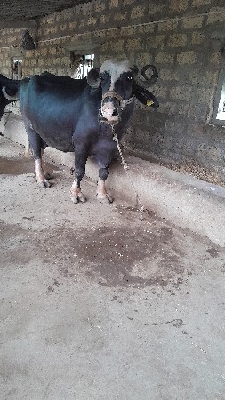 ભેસ વેસવાની છે