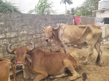 બળદ વેચવાના છે