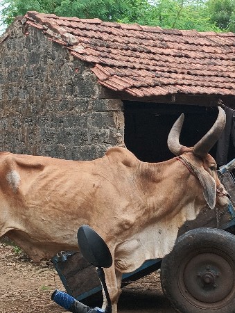 બળદ વેચવાના છે