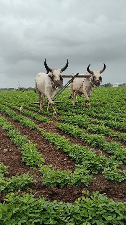 બે વાવણી વાવેલા