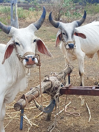 ગોઢલા વેસવા ના છે