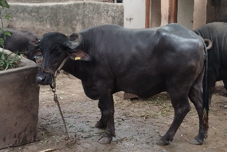 વેચવાની છે