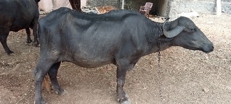 પેલું વેતર ખડેલી