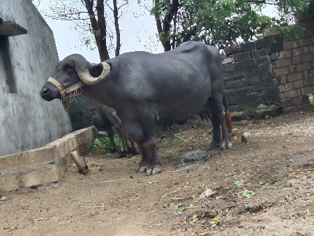 આ ભેસ વેચવાની છે