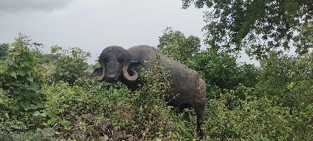 પાડો વેચવાનો છે
