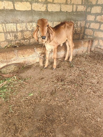 jarshi