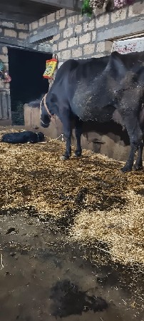 ગાય વેચવાની છે