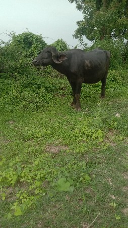 ભેંસ વેચવાની છે