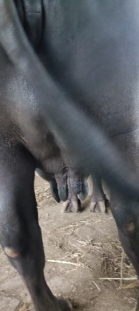 ભેંશ વેચવાની