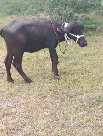 જાફરી પાડી વેચવાની છે