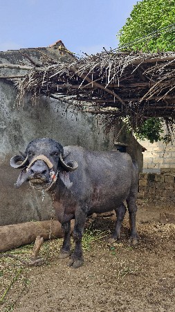 ભેંશ વેશવાની છે.