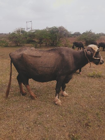 15 દિવસ ની કાચી
