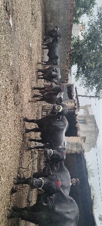 તબેલો વેચવાનો છે