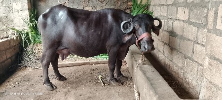 ભેસ વેચવાની છે