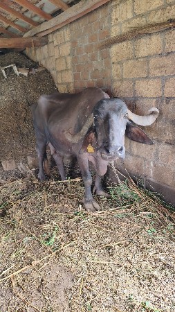 ભેંસ વેચવાની છે