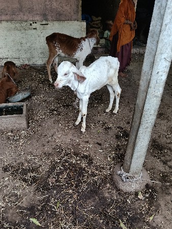 દેશી શોન કપિલા