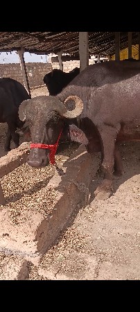 ભેંસ
