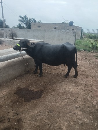 ભેંસ વેચવાની છે