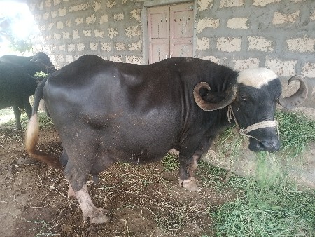 ભેંસ વેચવાની છે