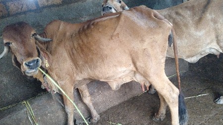 ગાય વેચવાની છે