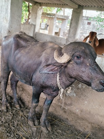 વેચવાની સે