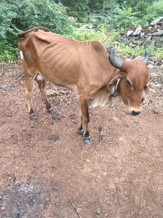 ગાય વેચવાની છે