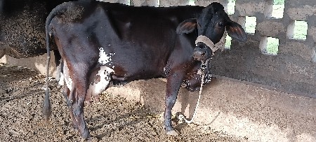 બે ગાયું વેસાવાની છે