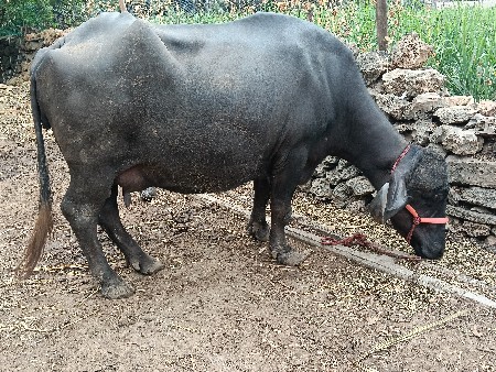 ભેંસ વેચવાની છે બીજું વેતર છે