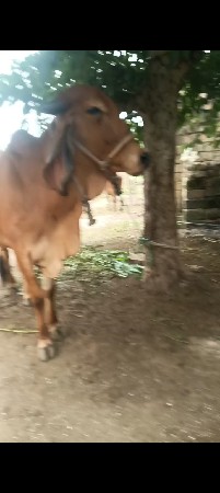 2 ગાય વેચવાની સે