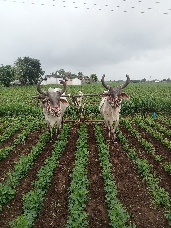 બળદ વેચવાના છે