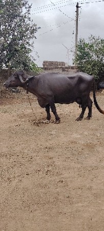 ભેંસ વેચવાની છે