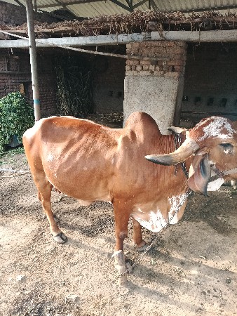 gay vesavani