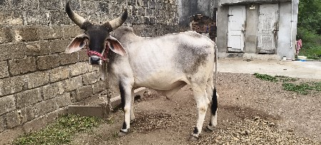 ચપર