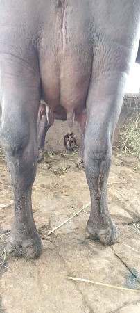 ભૈસ વૈશવાની છૈ