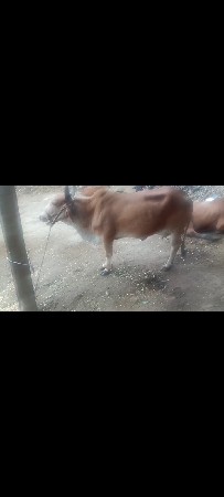 ગાય વેચવાની છે
