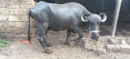 વેચવાની છે