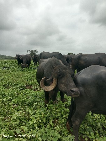 ભેંસ વેચવાની છે