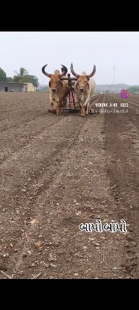 બળદ વેચવાના સે