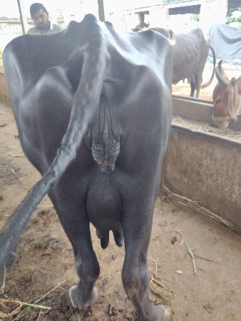 ભેંસ વેચવાની છે