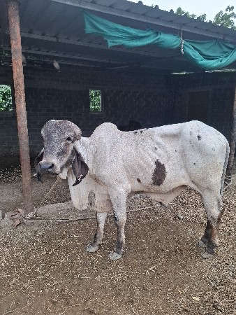 વેચવા ના છે