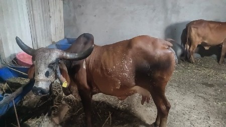 gay vechva ni che