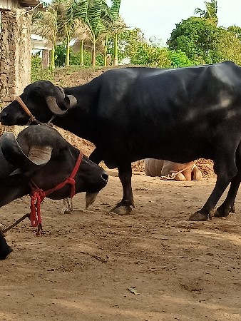 ભેંસ વેચવાની છે